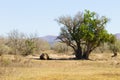 White rhinoceros sleeping under a tree, South Africa Royalty Free Stock Photo